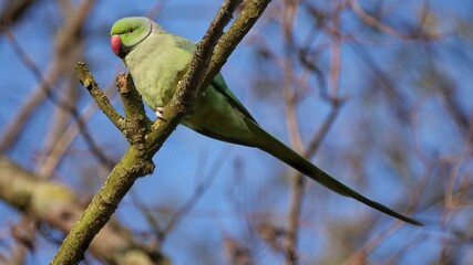 parakeet on the branch