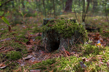 a stump close up covered with moss that grows in a pine forest against the background of other bushes