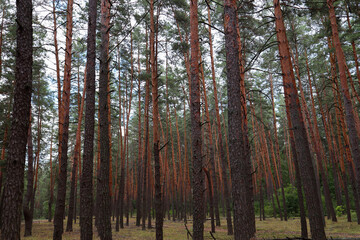 pine forest and smooth logs of pine trees, between which the path passes