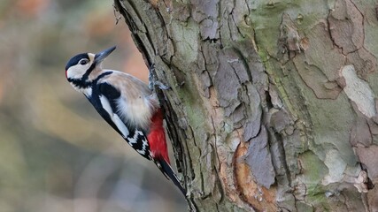 woodpecker on tree - obrazy, fototapety, plakaty