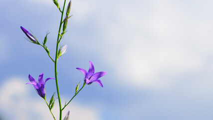 Campanula. purple flower, bells in the rays of the setting sun. Field bell, beautiful delicate flower, close-up. floral background, evening time. macro nature photo. space for text