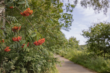 Reifende Vogelbeeren