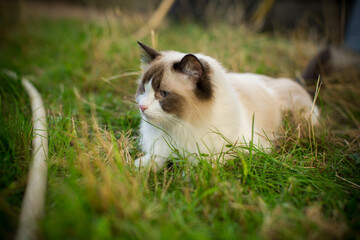Fototapeta na wymiar beautiful young cat of Ragdoll breed walks on outdoors