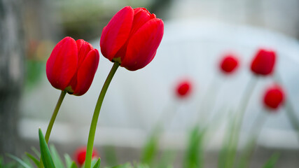 Tulipa. red tulips. beautiful flowers blooming in spring on a flower bed in the garden. delicate red tulips. floral holiday background. spring flowers, a gift to your girlfriend, close-up, bokeh.