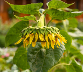 Sunflower with head down, in a summer evening