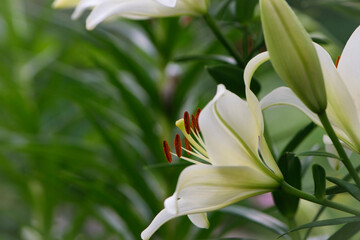 Lilium. white lily field. beautiful lily flower, close-up. delicate white lilies in the garden, in the flowerbed. floral background. blurred green natural background. summer garden