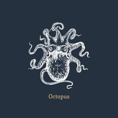 Fototapeta premium Octopus in vector.Mollusk sketch in engraved style