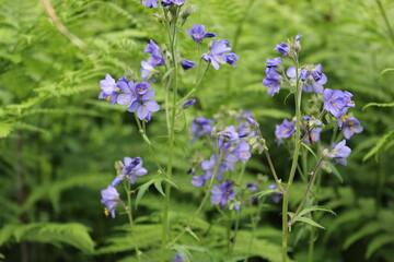 Ground Morning Glory Convolvulaceae sabatius Viv. in the forest. Close-up. Floral plants outdoors. Nice green. A trail in the forest among a beautiful spring landscape. Walking path in a mixed forest