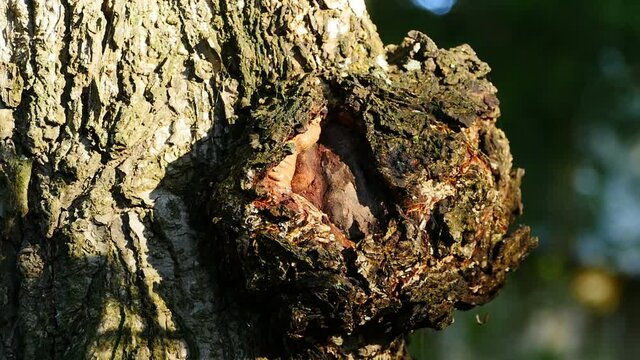 suvel round growth on a tree trunk close-up
