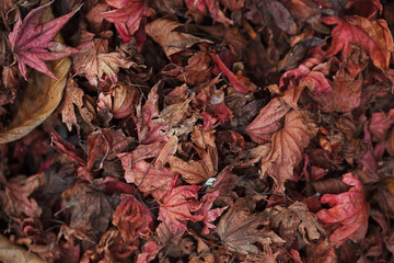 Dry autumn leaves on the ground top view, November forest flat lay, oak foliage background