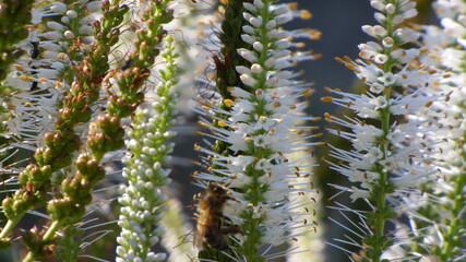 LD Trevarez P1050156