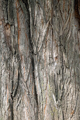 The texture of the bark on the trunk of an old willow. A big tree.