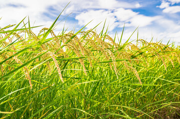 Naklejka premium 青空と実って垂れる稲穂
