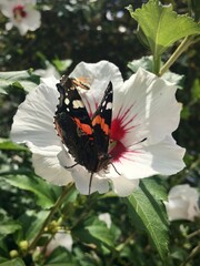 Schmetterling Admiral auf der Hibiskus Blüte  © fred