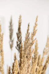 Fototapeta premium Pampas grass, close up, selective focus. Dried reeds boho style, copy space. 