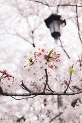 blossom