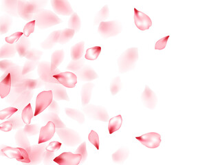Pink sakura flower flying petals isolated on white vector background.