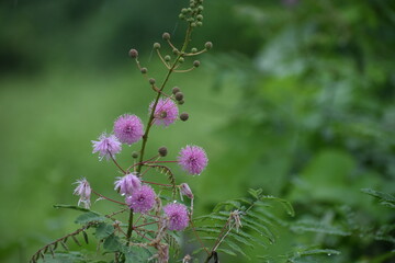 bee on a flower