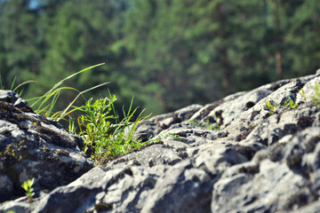 A bunch of grass grows on a rock 