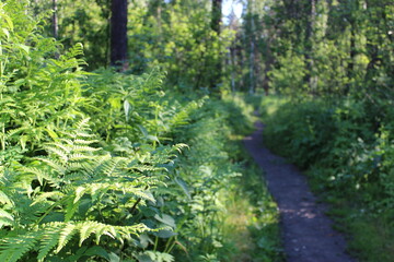 Natural green fern in the garden with a dark background. Close-up. Floral plants outdoors. Beautiful green. A trail in the forest in a beautiful spring landscape. Walking path in a mixed forest. A