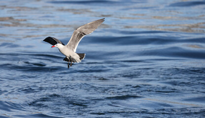 seagull in flight