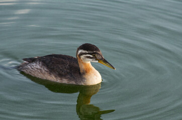 Fototapeta premium A Young Red-necked Grebe (Podiceps Grisegena) in Water