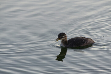 A Young Red-necked Grebe (Podiceps Grisegena) in Water