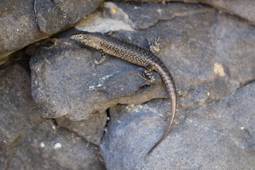 Mabuia Lizzard