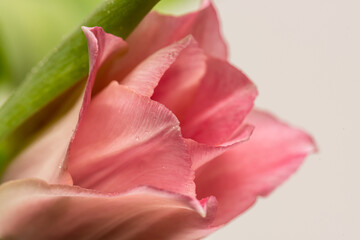 Details of a bouquet of pink tulips.