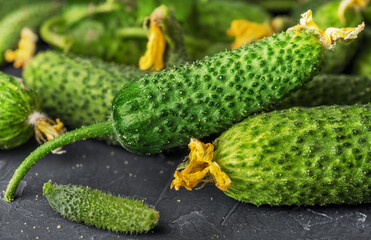 Juicy fresh cucumber close-up with yellow flowers.