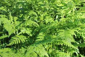 Natural green fern in the garden with a dark background. Close-up. Floral plants outdoors. Beautiful green. A trail in the forest in a beautiful spring landscape. Walking path in a mixed forest. A