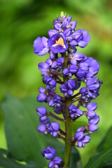 purple cluster of flowers