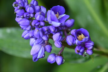 purple cluster of flowers