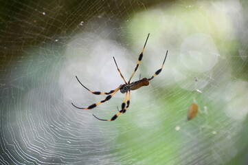 Spider with furry legs on web