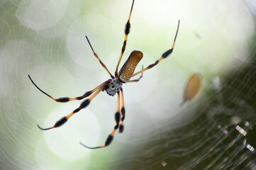 Spider with furry legs on web