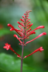 red blossom foilage planat
