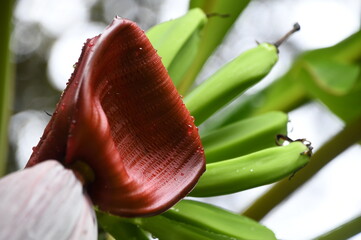 red banana blossom