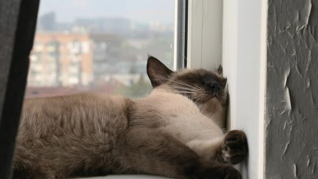 Сat sleeps on windowsill and flinches in dream