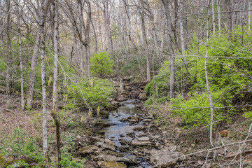 Creek flowing through the woodland