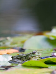 Teichfrosch