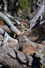 Fallen Tree, wood texture