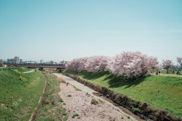 桜の堤防