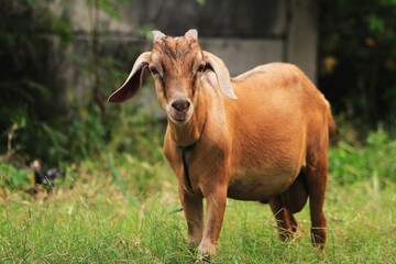 A goat is looking for grass