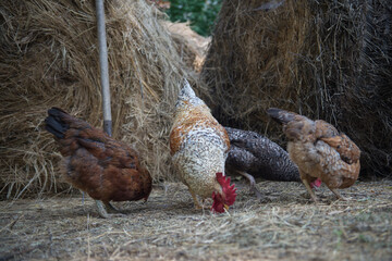 A rooster of the Bielefelder breed and his chickens at the hay bales. © Vladimir