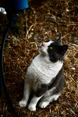 Stray Gray and White Cat