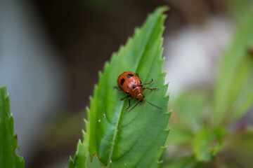 ladybug on leaf