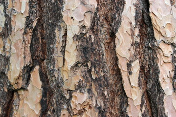 Bark of a Pine tree Pinus. Pines are conifer trees in the genus Pinus in the family Pinaceae. 