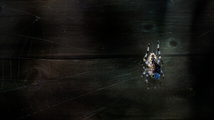 The spider spread out the morning nets.Large spider in ambush. Cobweb on the background of a picturesque wooden wall.