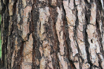 Bark of a Pine tree Pinus. Pines are conifer trees in the genus Pinus in the family Pinaceae. 