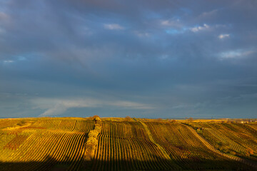 Autumn vineyard near Cejkovice, Southern Moravia, Czech Republic